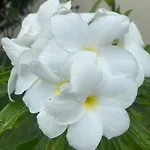 Apartamento No Condominio Marina Clube